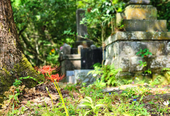 墓地管理者が見つからない場合の探し方